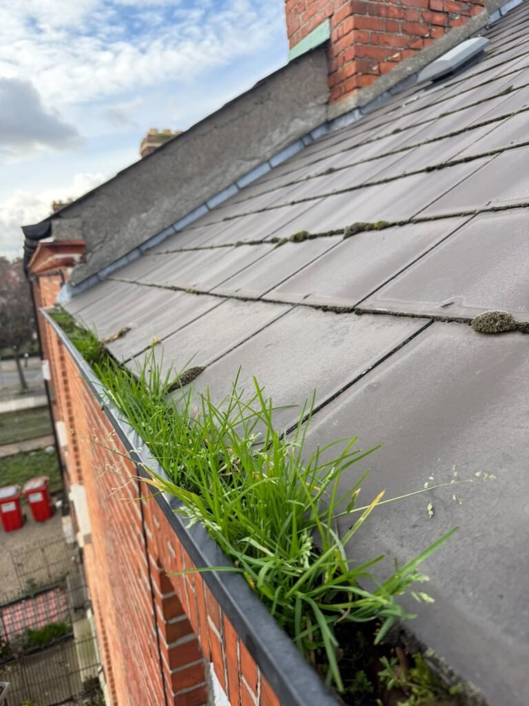 Blocked gutter with grass growth before cleaning and repair